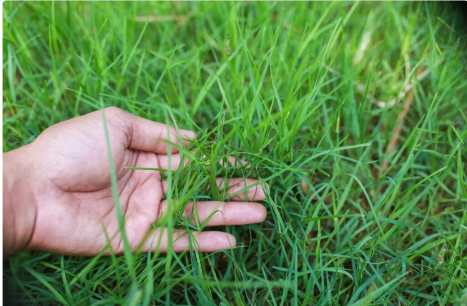 Lawn Plant